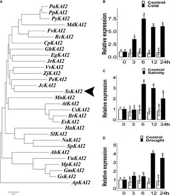 Overexpression of Karrikins Receptor Gene Sapium sebiferum KAI2 Promotes the Cold Stress Tolerance via Regulating the Redox Homeostasis in Arabidopsis thaliana